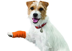 Veterinarios exóticos Málaga
