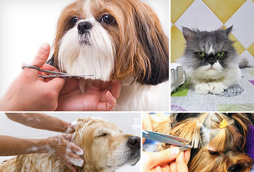 Peluqueria clinica veterinaria malaga