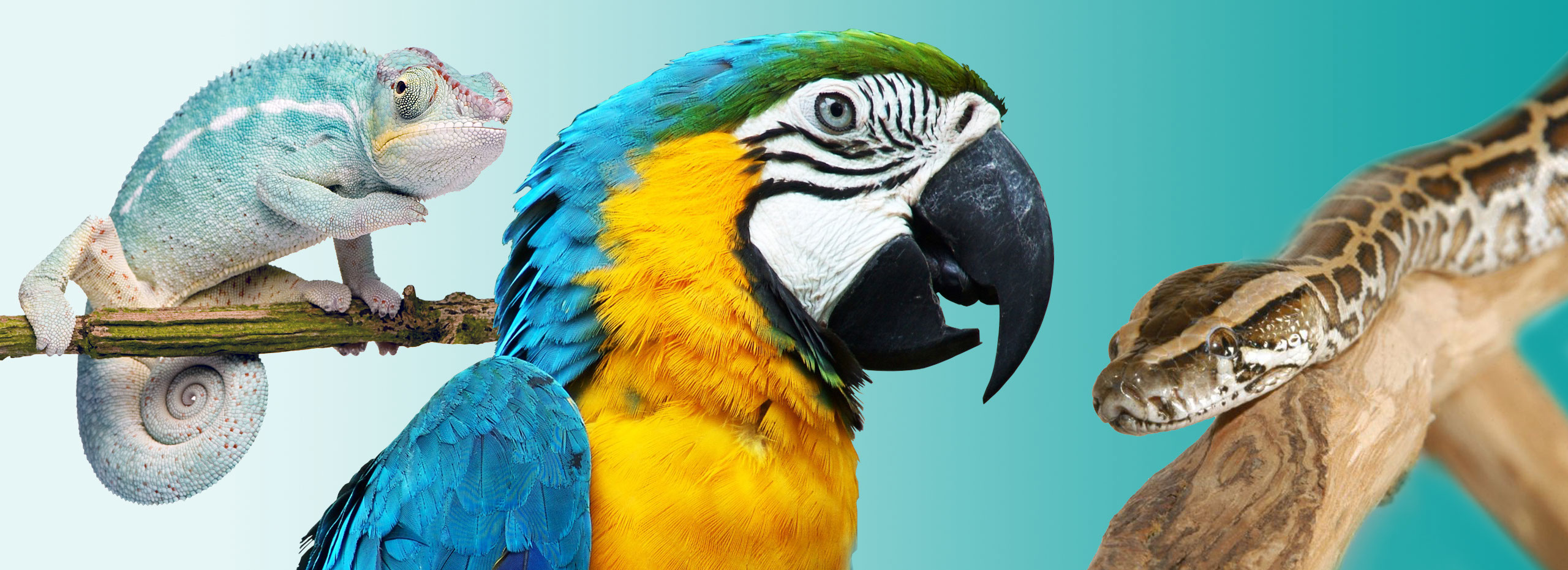 especialistas en animales exoticos