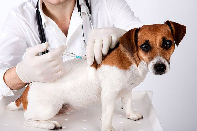 Clinica veterinaria en Málaga. Microchip